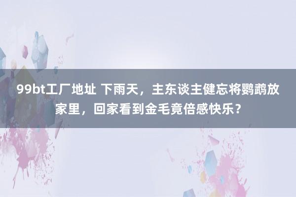 99bt工厂地址 下雨天，主东谈主健忘将鹦鹉放家里，回家看到金毛竟倍感快乐？